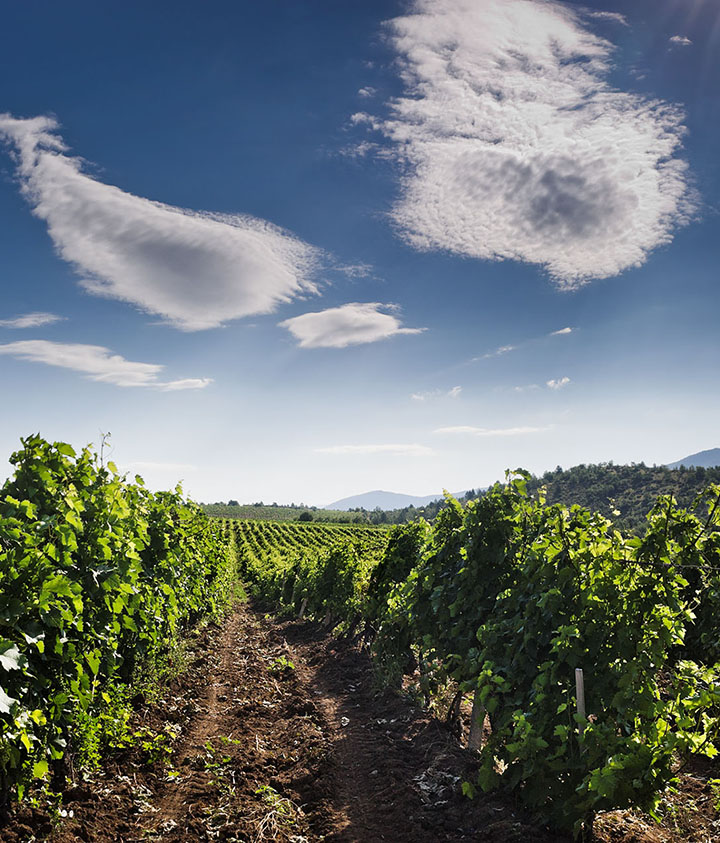 Tikveš Winery